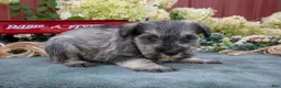 Miniature Schnauzer dogs for sale: Shorty - Ad 2