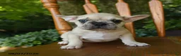 French Bulldog dogs for sale: Moana - Ad 3