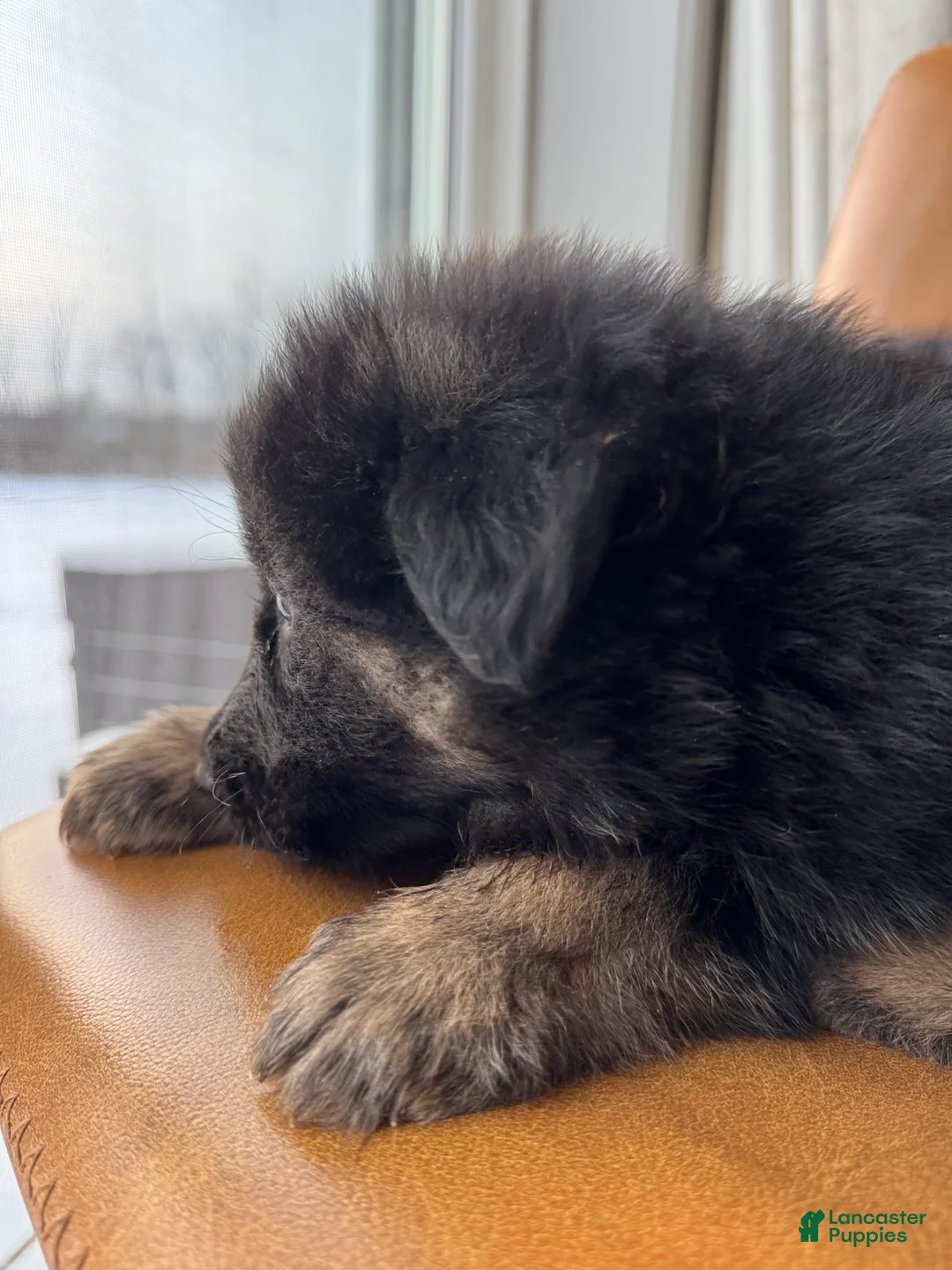 German Shepherd dogs for sale: Zara - Ad 2