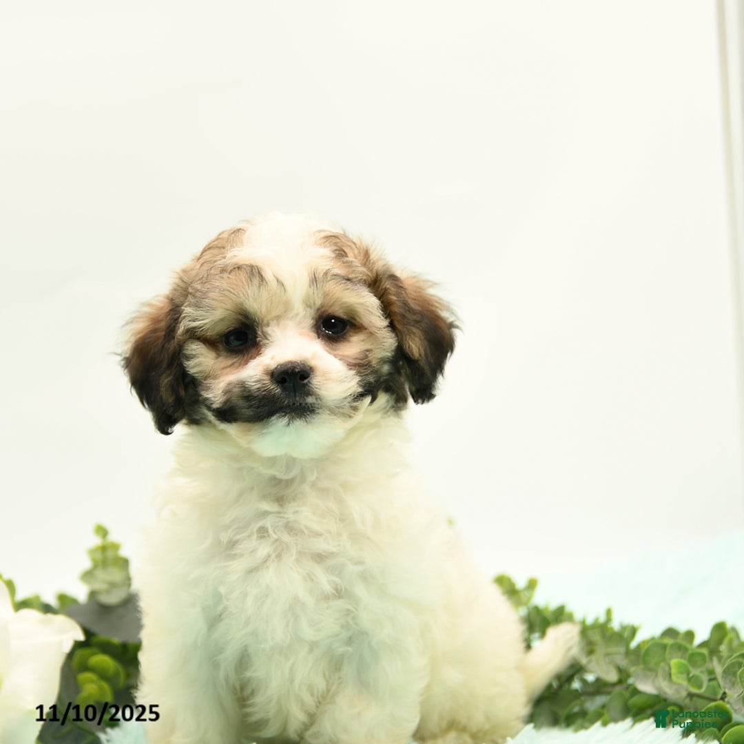 Mixed Breed dogs for sale: Ambria - Ad 5