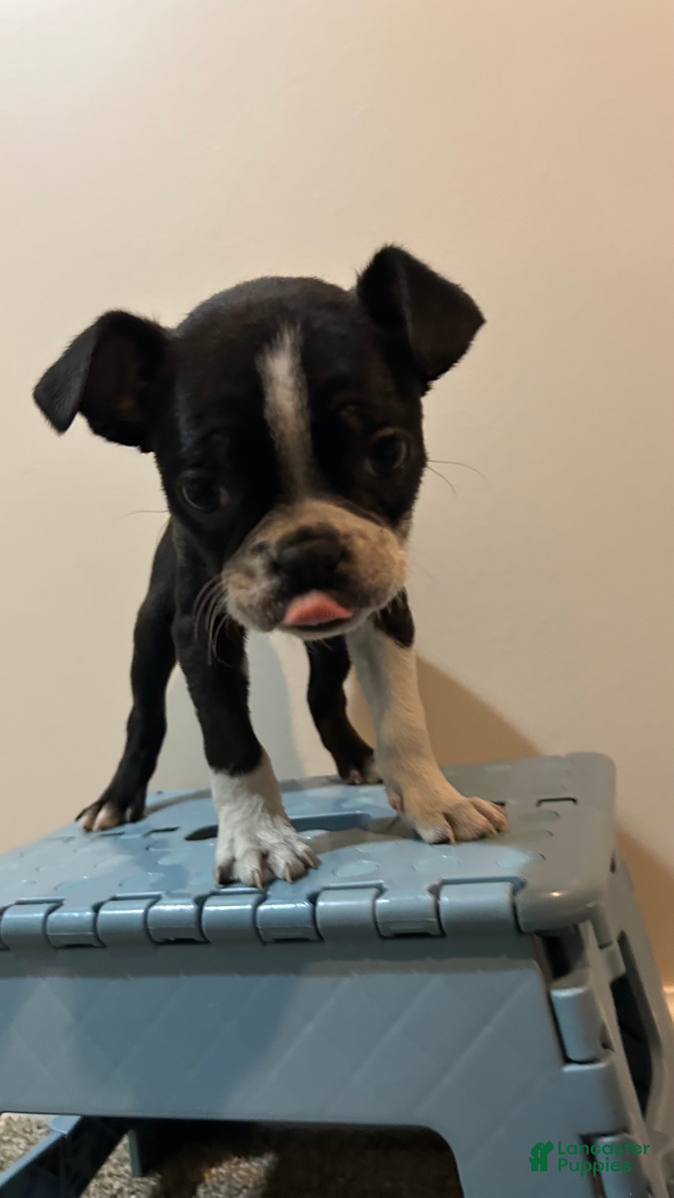 Boston Terrier dogs for sale: Megan - Ad 3