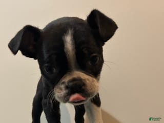 Boston Terrier dogs Megan - Ad 2