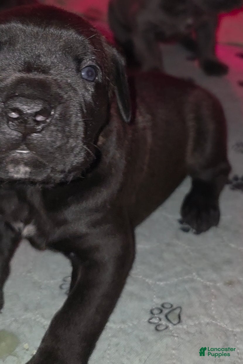 Cane Corso dogs James - Ad 2