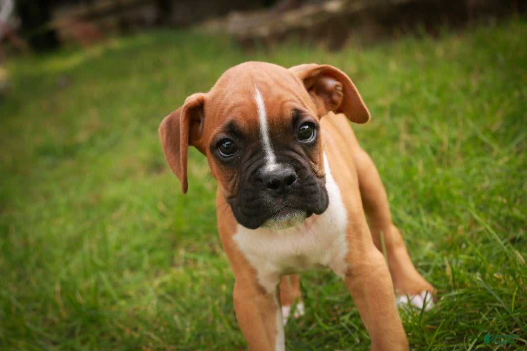Boxer dogs for sale: Arlo - Ad 2