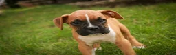Boxer dogs for sale: Arlo - Ad 8