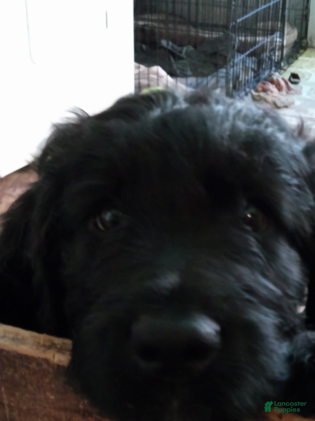 Gallery Image {{count}}