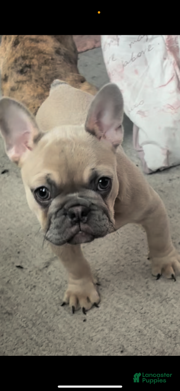 French Bulldog dogs Isabella Fawn - Ad 40