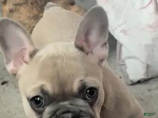 French Bulldog dogs Isabella Fawn - Ad 40