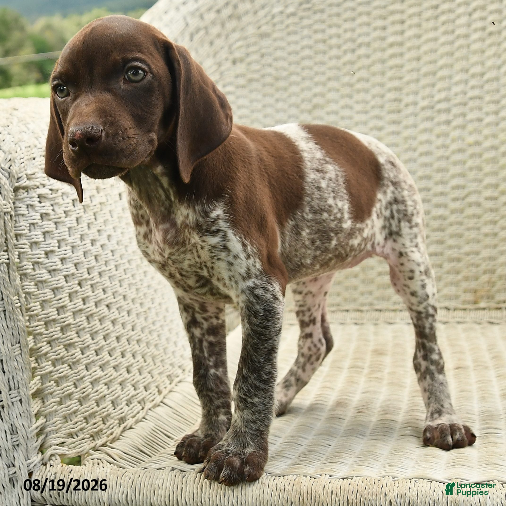 German Shorthaired Pointer dogs Hazel - Ad 2