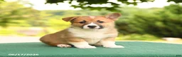 Welsh Corgi Pembroke dogs for sale: Jodi - Ad 1