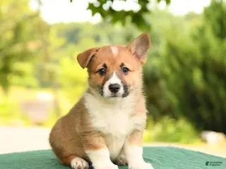 Welsh Corgi Pembroke dogs for sale: Jodi - Ad 4