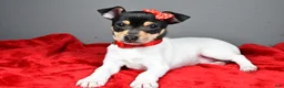 Toy Fox Terrier dogs for sale: Nicky - Ad 5