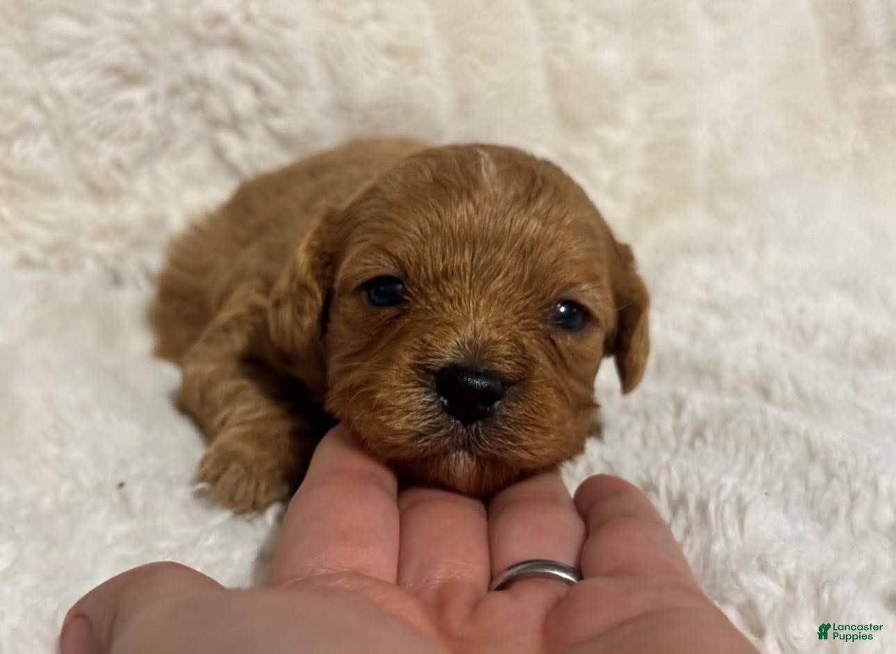 Cavapoo dogs for sale: Atlas - Ad 1