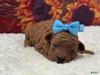 Toy Poodle dogs Drew - Ad 32
