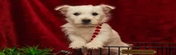 West Highland Terrier dogs for sale: Blitzen - Ad 4