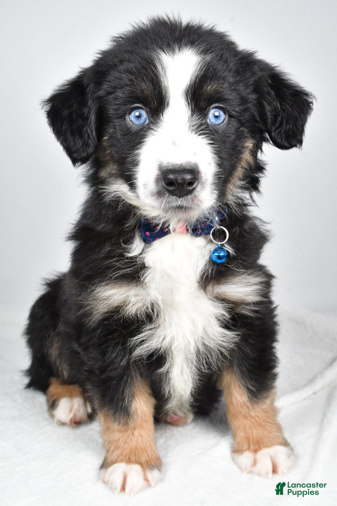 Miniature Australian Shepherd dogs for sale: Jeremias  - Ad 6