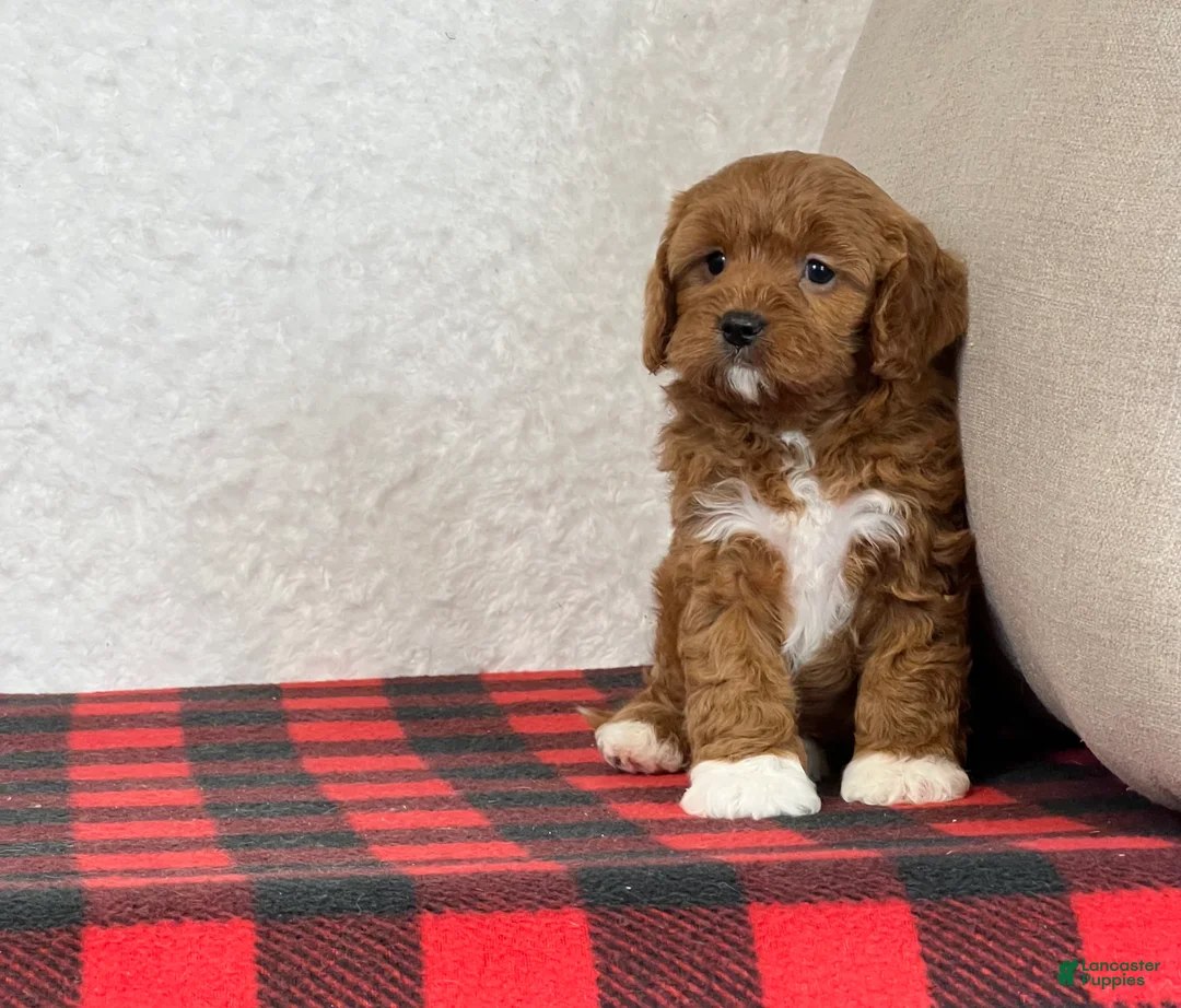 Cavapoo dogs for sale: Cupid - Ad 2
