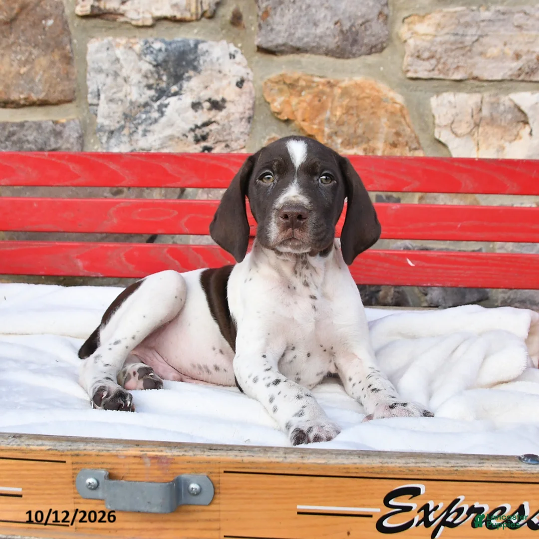 German Shorthaired Pointer dogs for sale: Pumpkin - Ad 1