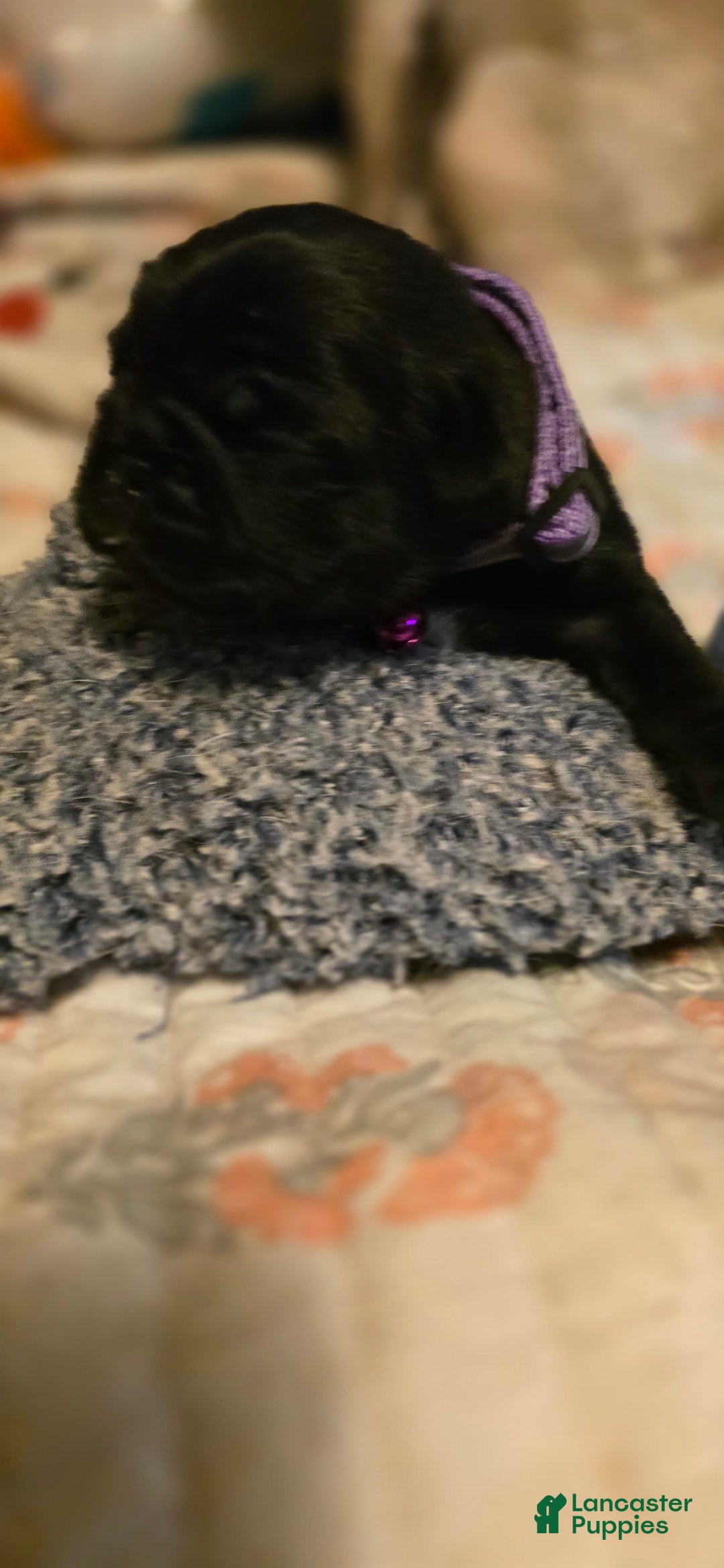 Pug dogs for sale: David Lee - Ad 4