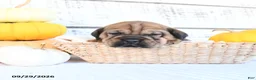 Mini Hippo dogs for sale: Espresso - Ad 2