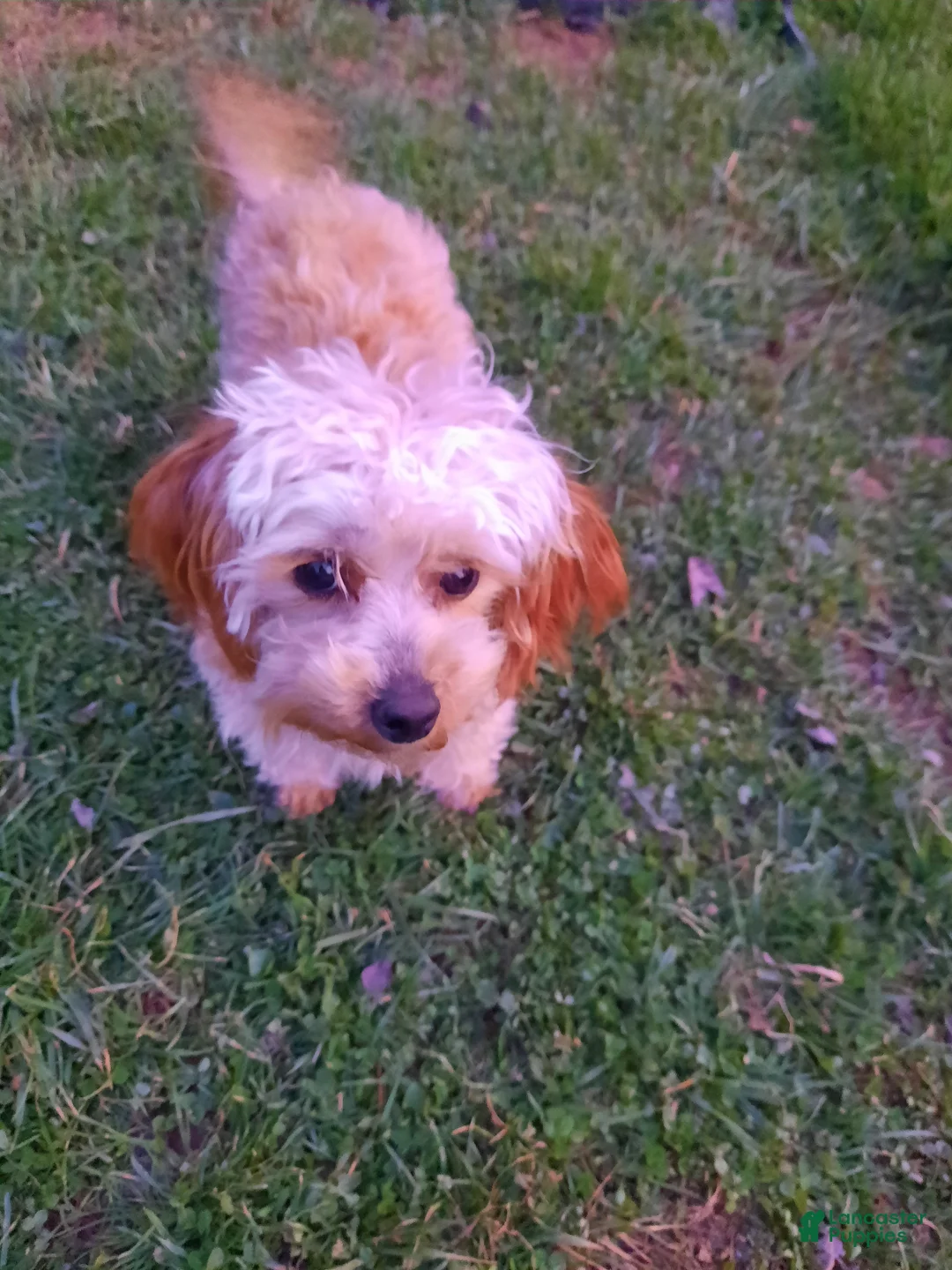 Mixed Breed dogs for sale: Mixed Breed Puppy 1 - Ad 1