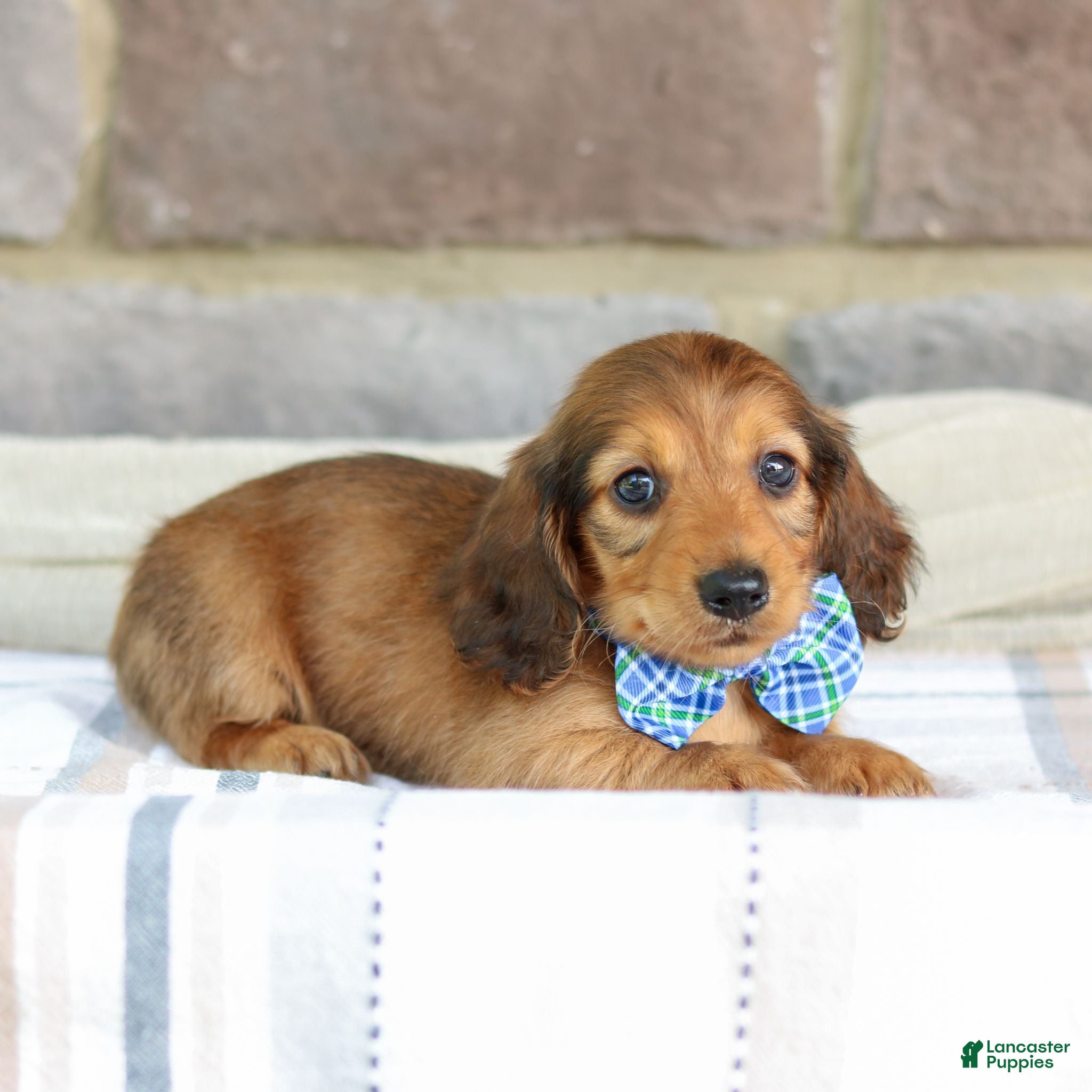 Miniature Dachshund dogs Ozzy - Ad 2