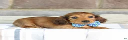 Miniature Dachshund dogs for sale: Ozzy - Ad 2