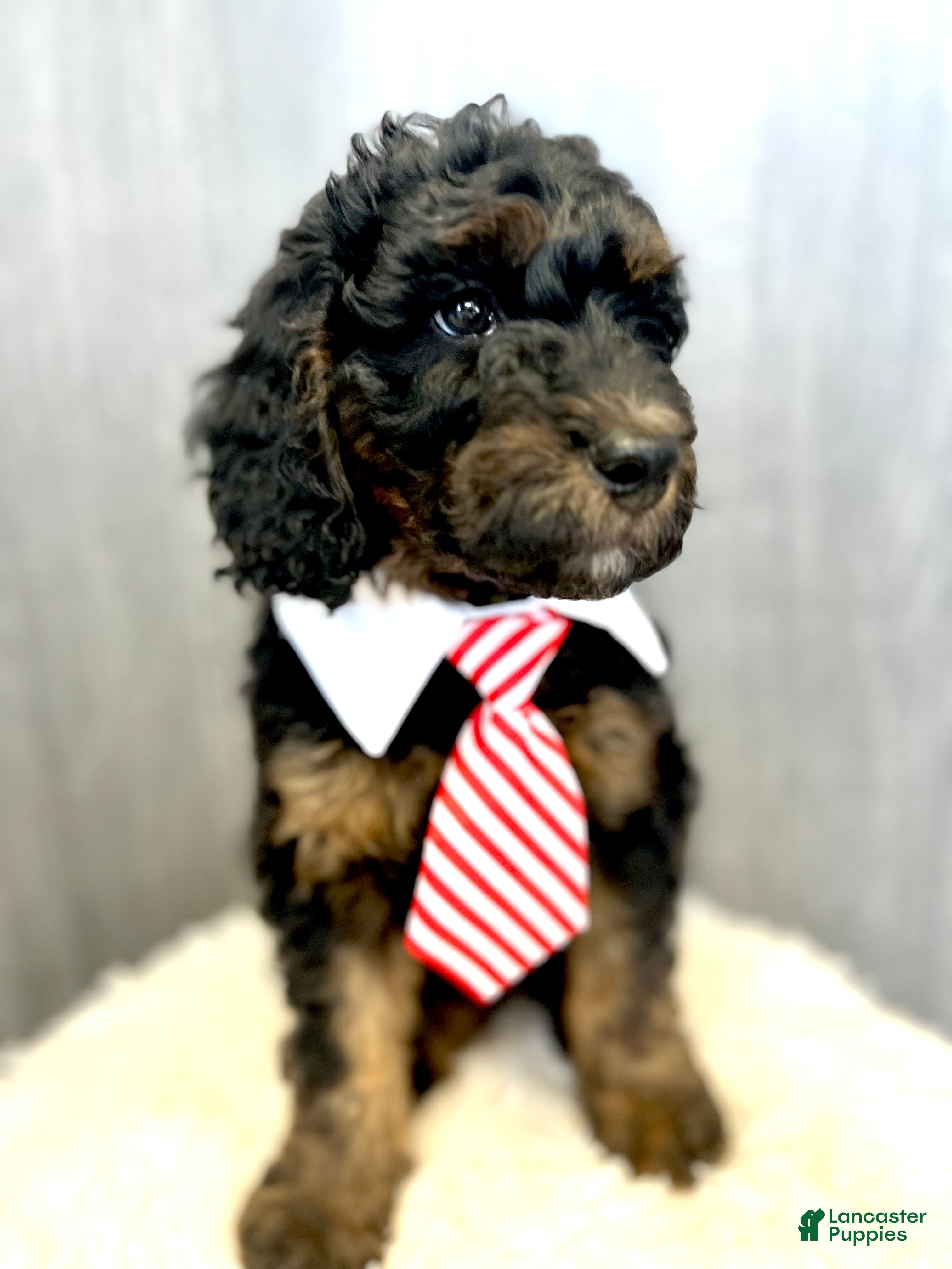 Goldendoodle dogs Smith - Ad 11