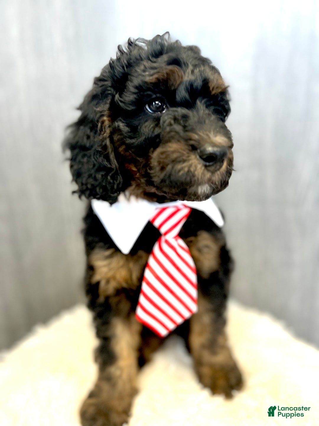 Goldendoodle dogs for sale: Smith - Ad 1