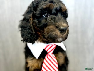 Goldendoodle dogs Smith - Ad 25