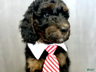 Goldendoodle dogs Smith - Ad 1