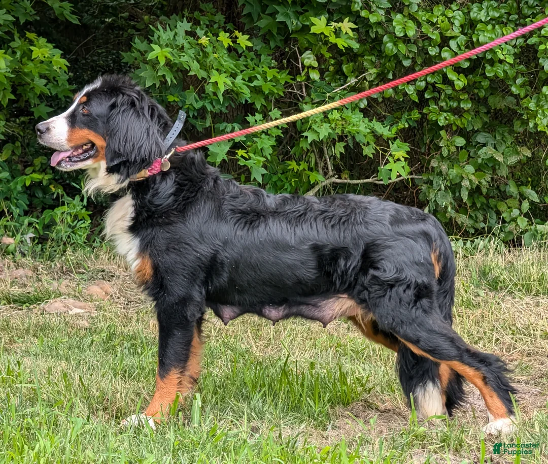 Bernese Mountain Dog dogs for sale: Honey - Ad 4