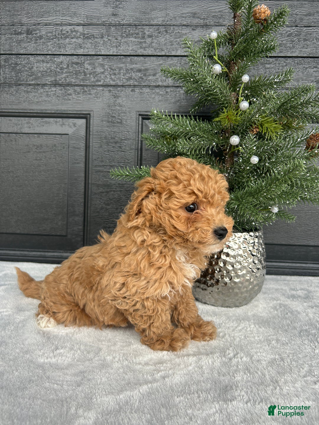 Bichpoo dogs for sale: Bingo - Ad 1