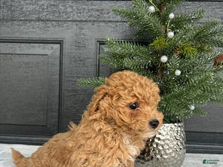 Bichpoo dogs Bingo - Ad 16