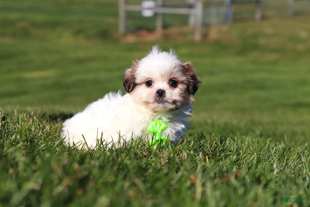Shih Tzu dogs for sale: Hunter - Ad 1