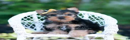 Yorkshire Terrier dogs for sale: Momo - Ad 6