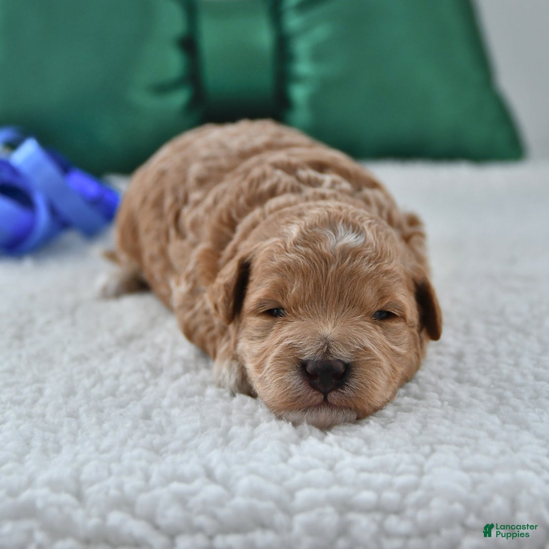 Mini Goldendoodle dogs for sale: Peanut  - Ad 3