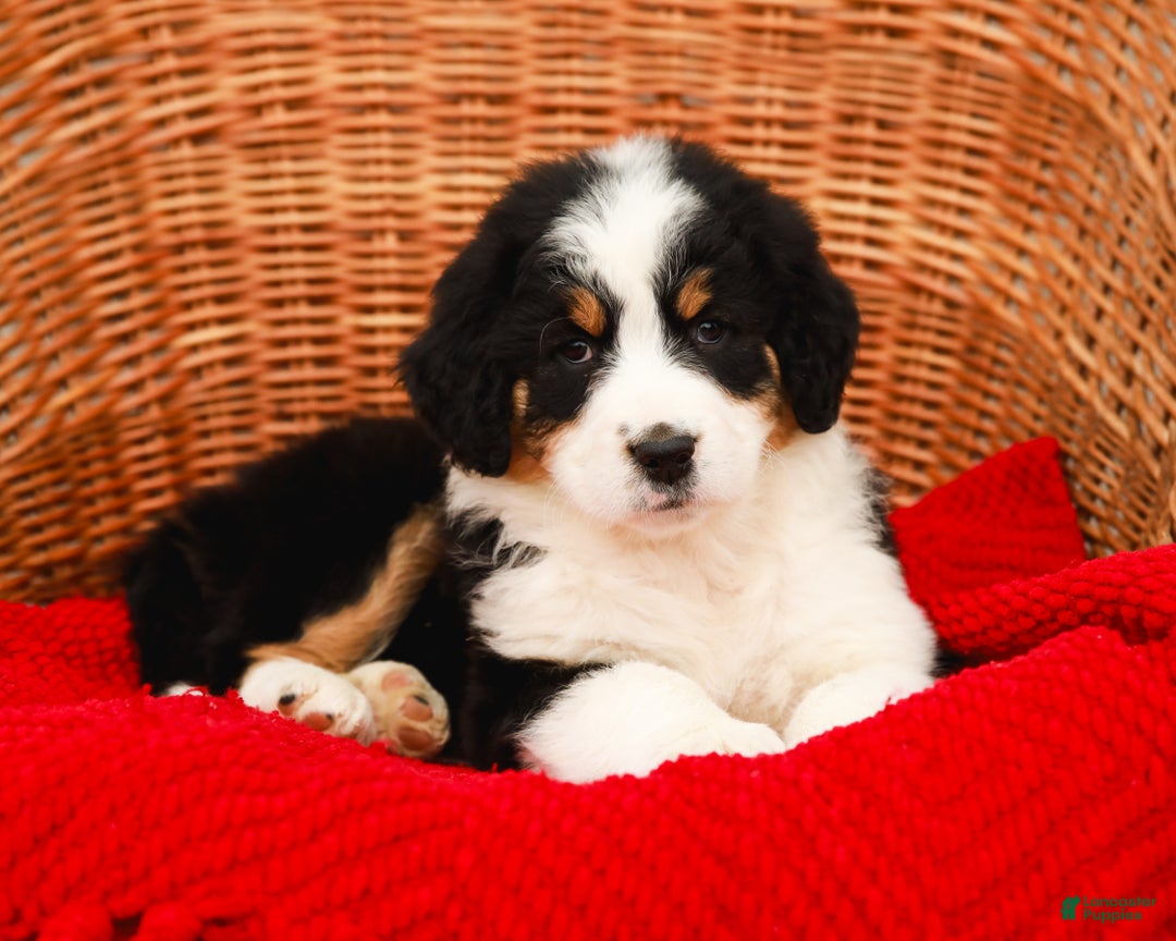 Aussiedoodle dogs for sale: Rose Standard - Ad 4