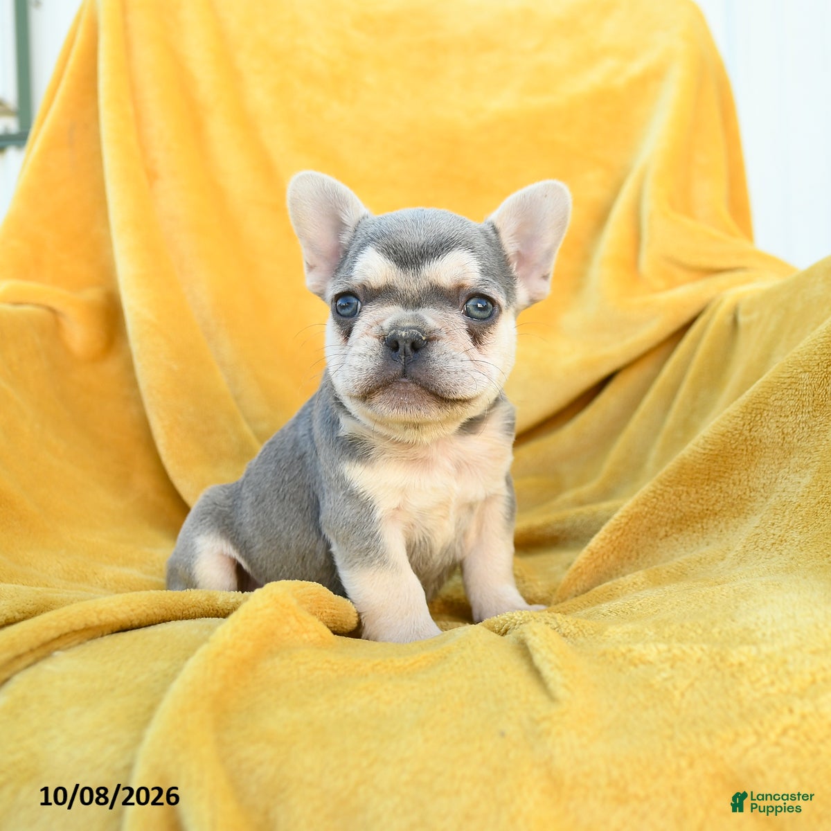 French Bulldog dogs for sale: Fergus - Ad 2
