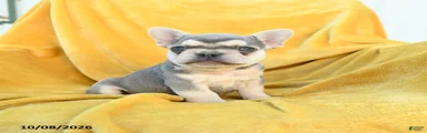 Fergus