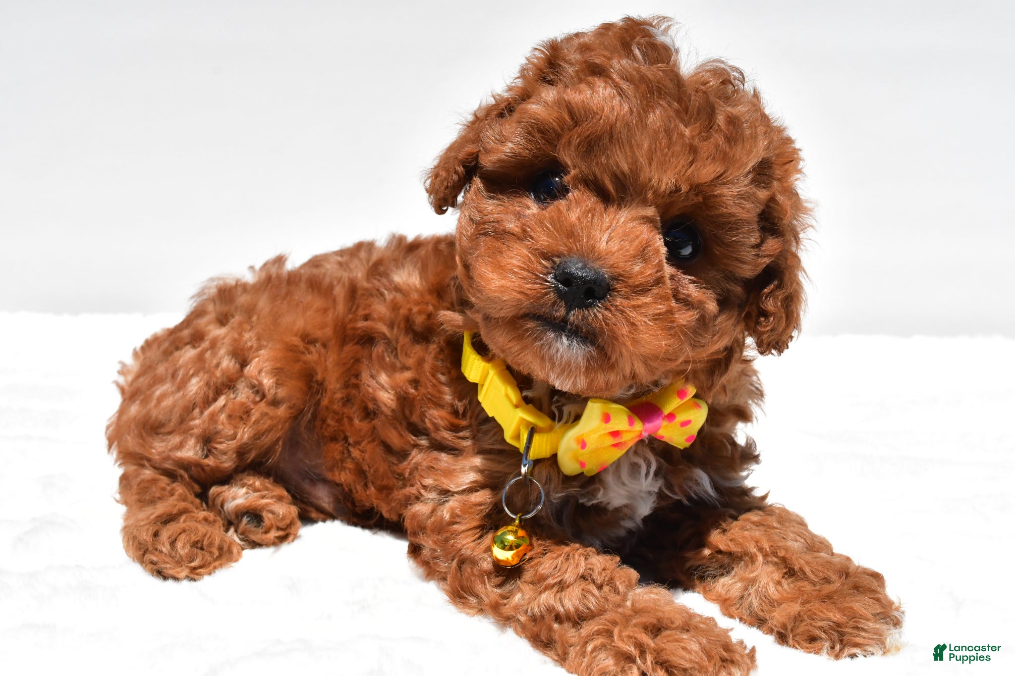 Cavapoo dogs for sale: Sparky f1b - Ad 6