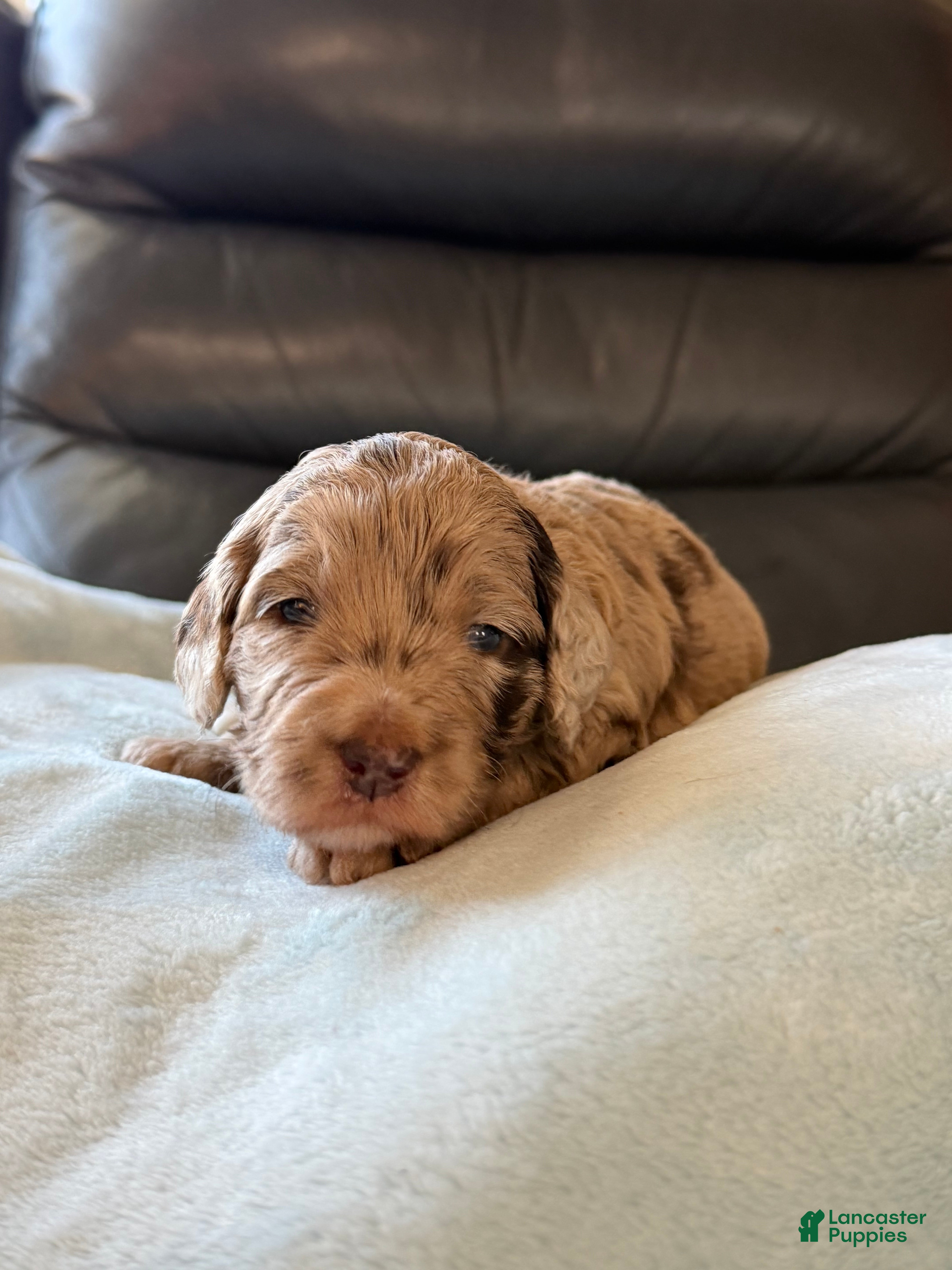 Mixed Breed dogs for sale: Chick - Ad 3