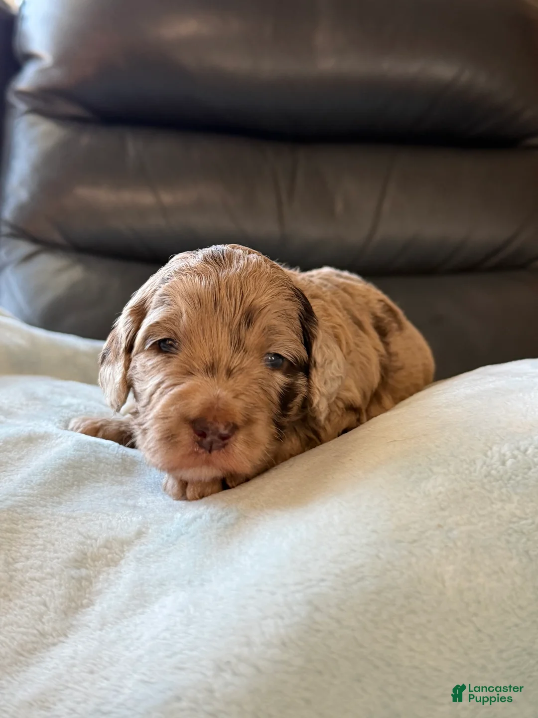 Mixed Breed dogs for sale: Chick - Ad 1