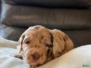 Mixed Breed dogs for sale: Chick - Ad 3