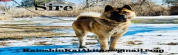 Akita dogs for sale: Everest  - Ad 5