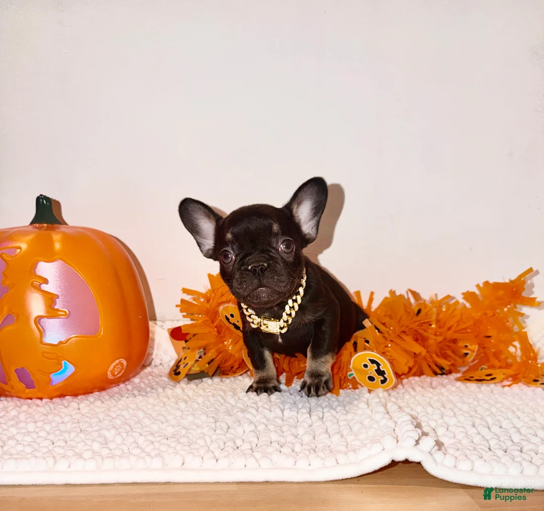 French Bulldog dogs for sale: Cocoa female  - Ad 2