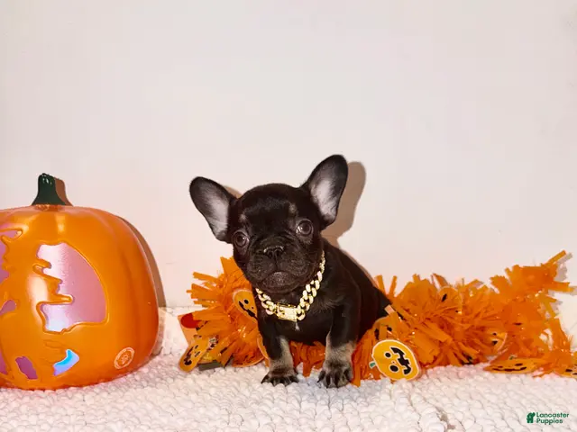 French Bulldog dogs Cocoa female - Ad 2