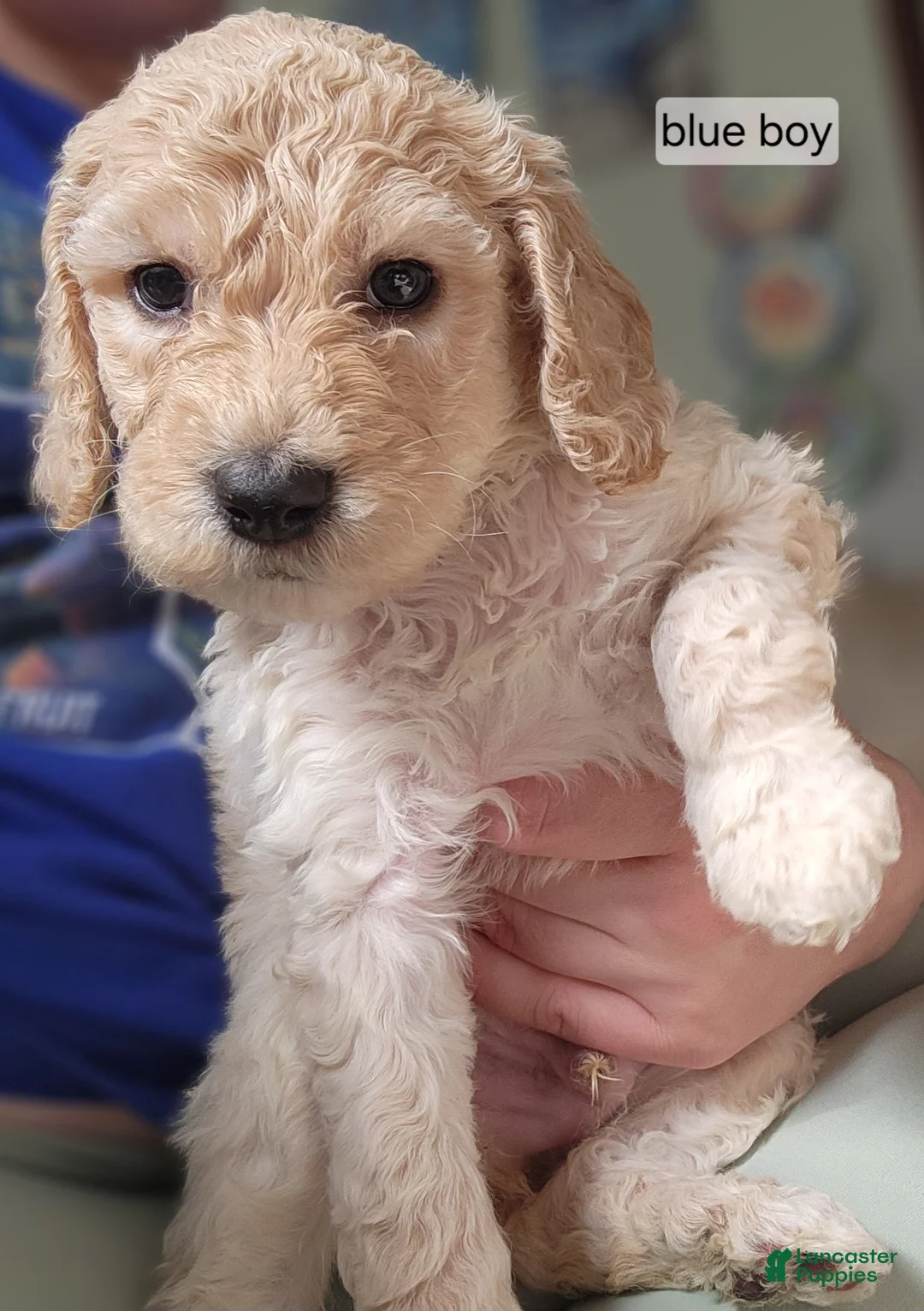 Goldendoodle dogs for sale: Goldendoodle Puppy blue boy - Ad 1