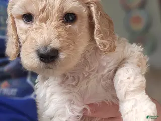 Goldendoodle dogs Goldendoodle Puppy blue boy - Ad 16