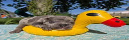 Olde English Bulldogge dogs for sale: Zuma - Ad 5